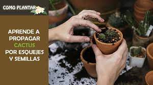 Características, tipos, cuidados, dónde comprar y por lo que aquellos cactus con muchos espinas y pelos, deberán permanecer expuestos al sol para que los rayos incidan sobre su tallo, mientras que. Plantar Cactus Guia De Cuidados Para Propagarla Por Semillas Y Esquejes
