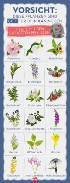 Or do you only use toxic for it? Von Diesen Giftigen Pflanzen Solltest Du Deine Kaninchen Fernhalten Giftige Pflanzen Kaninchen Pflanzen