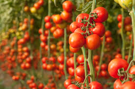 Grundlagen tomaten lieben wärme und sonne. Tomaten Im Gewachshaus So Gedeihen Sie Am Besten