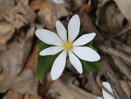 We did not find results for: Photos Spring Wildflowers In Minnesota Mpr News