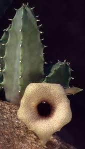 Image result for Huernia longituba
