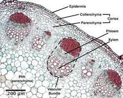 We did not find results for: Transport In The Xylem And Phloem 9 1 9 2 Ms Noller S Classroom Engage Minds Teach Children Learn Science