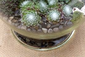 The governor of florida, ron desantis, declared a state of emergency on saturday after a significant leak at a large pond at the old piney point phosphate mine threatened to burst a system that stores water polluted with radioactive materials. Caring For 12 Mistakes Beginners Make With Succulents Debra Lee Baldwin