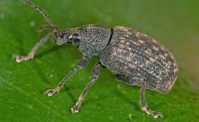 Auf einen streifzug durch unseren garten haben wir auf den kirschlorbeer bäumen eine menge ungeziefer entdeckt, vielleicht kann mir jemand sagen was das für tiere sind und wie man. Schadlinge An Pflanzen Bekampfen Mein Schoner Garten