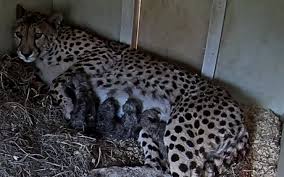 Baby cheetahs are called cubs and are usually born in litters of three to five. You Can Watch These Fuzzy Newborn Cheetah Cubs On The National Zoo S Cub Cam All Day Long