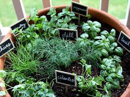 The salem herbfarm offers a delightfully unique venue in the heart of new england. Guide To Starting A Herb Garden Whitehall Garden Centre