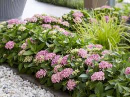 Ein garten mit grasern und hortensien hubner traumgarten. Der Buchs Ist Tot Es Lebe Hortbux Jetzt Bluht Die Beeteinfassung Durch Garten Ch