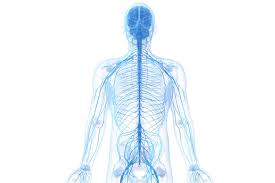 Image result for Peripheral Nervous System