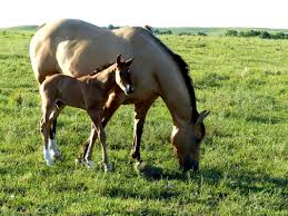 Image result for Light Buckskin 1989 Colt