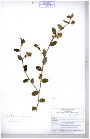 Image result for Teramnus micans