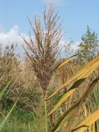 Image result for Phragmites australis