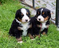 berner sennenhund welpen einfach zum liebhaben berner sennenhund welpe sennenhund welpen welpen