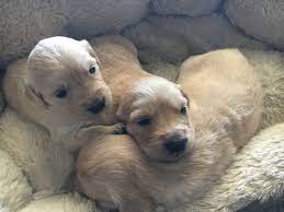 Below is a sample search of our golden retriever breeders with puppies for sale. Litter Of 9 Golden Retriever Puppies For Sale In Denver Co Adn 48979 On Puppyfinder Com Gender M Labrador Puppies For Sale Puppies For Sale Golden Retriever