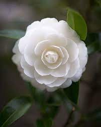 Nothing Beats The Beauty Of A Camellia Flower Made Famous By The House Of Chanel The Camellia Flower Became Beautiful Flowers Pretty Flowers Amazing Flowers
