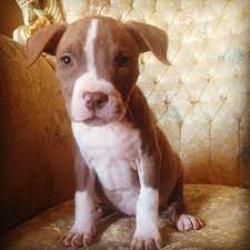 pin on pitbull