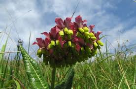 Image result for Asclepias albens