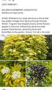 Image result for Senecio pleistocephalus