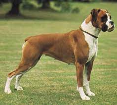 todo lo que necesitas saber sobre el perro boxer adiestramiento salud boxer dogs boxer puppies dog training aggression