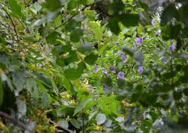 Image result for Kyphocarpa angustifolia