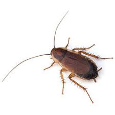 Wood Cockroaches Facts Identification Control Prevention