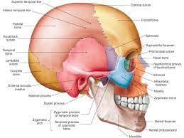 Lateral view of the parietal bone. Anatomyandphysiologytutor A Right Lateral View Of The Skull Complete With Labels Specifically Using Th Anatomy Bones Human Anatomy And Physiology Anatomy