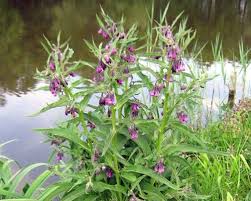 Image result for comfrey plant