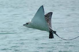Any of various rays of the family myliobatidae of tropical and. Jumping Eagle Ray Hits Injures Woman In Florida Keys Fl Keys News