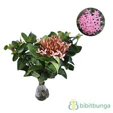 We did not find results for: Tanaman Soka Pink