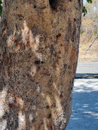 Image result for Dialium englerianum