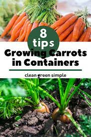 Growing Carrots In Containers 8 Tips For A Generous Harvest Clean Green Simple Growing Carrots How To Plant Carrots Root Veggies