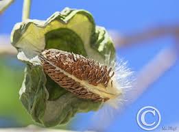 Calotropis Procera Giant Milkweed Tree Monarch Caterpillars Milkweed Plant Butterfly Plants Milkweed
