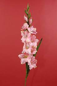 36 Gladiolus Spray Pink Gladiolus Tattoo Gladiolus Birth Flower Tattoos