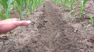 Corn Fertilizing Side Dressing Home Vegetable Garden Asparagus Fern Drought Tolerant Plants