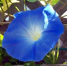 Image result for Ipomoea tricolor