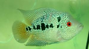Louhan cencu merupakan salah satu jenis paling populer. 4 Ciri Utama Anakan Ikan Louhan Kualitas Terbaik Hewanpedia