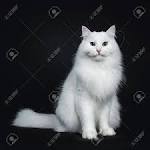 Siberian Cat and Kitten Colours