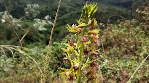 Image result for Eulophia alta