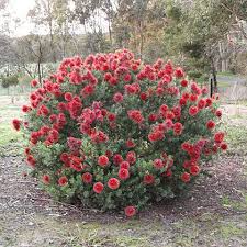 Image result for Kunzea