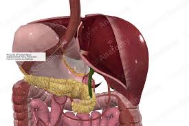 Image result for esophagus