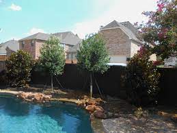 Free shipping on qualified orders. A Nice Combination Of Little Gem Magnolias And Tree Form Eagleston Hollies Make For The Perfect Ba Landscape Installation Trees Around Pool Privacy Landscaping