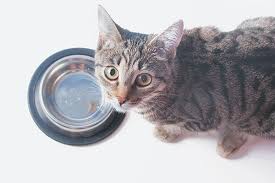 But cats aren't as motivated by food as dogs, so acting hungry all the time, begging, or whining for food between feedings may point to a medical issue. Why Is My Cat Always Hungry 5 Reasons Catster