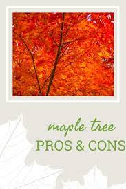 Feb 10, 2021 · the pros of cons. Learn About Pros And Cons Of Planting Maple Trees
