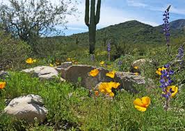 We did not find results for: Lter Road Trip Decomposing Cactus In The Arizona Desert Lter