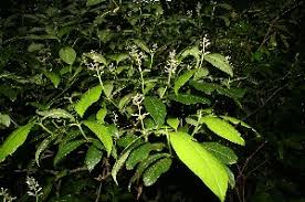 Image result for Psychotria auxopoda