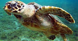 It is the only extant species in the genus eretmochelys. The Glowing Hawksbill Sea Turtle Amnh