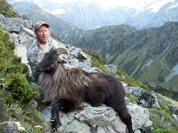 Guided Tahr Hunting In New Zealand Thar Hunting Nz Canterbury Tahr Hunting Guide Nz