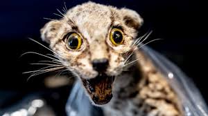 Also a phone number to call when you see a dead animal lying in the middle of the street. Inside America S Aladdin S Cave Of Dead Animals Bbc News