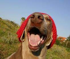 Start A Pet Photography Business Pet Photography Business Pets Pet Care