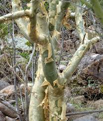 Image result for Fuirena obcordata