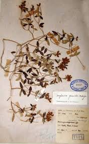 Image result for Eriosema rhynchosioides
